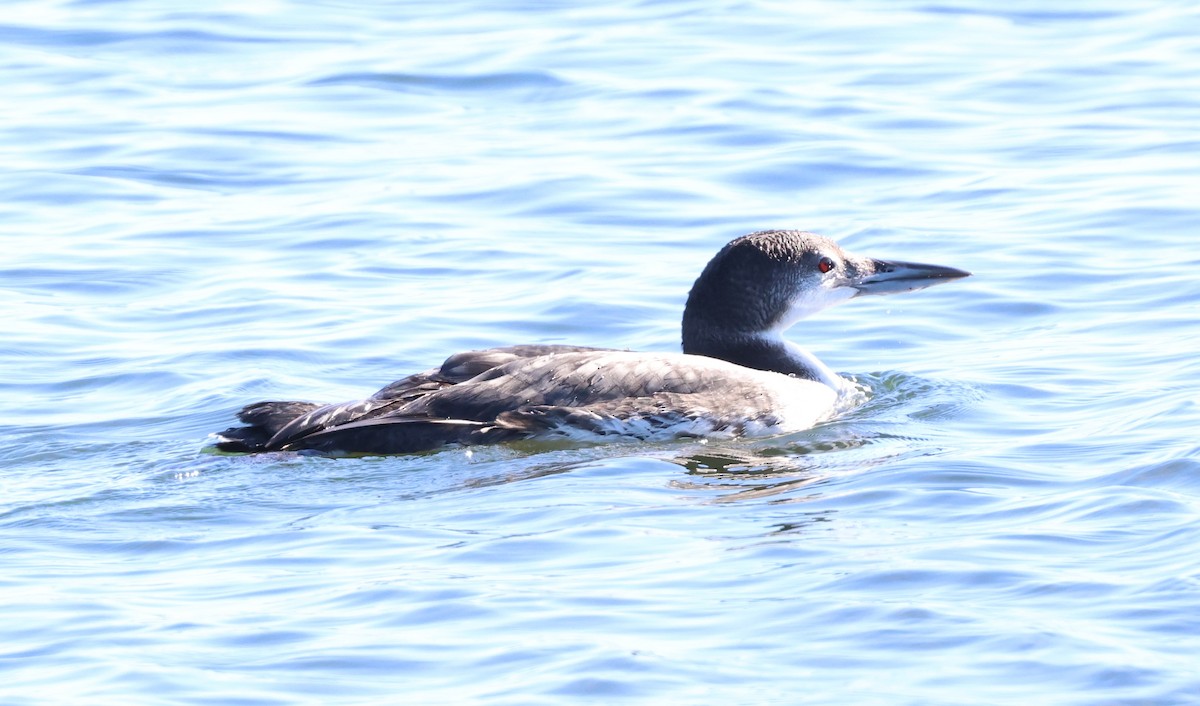Common Loon - ML646665030