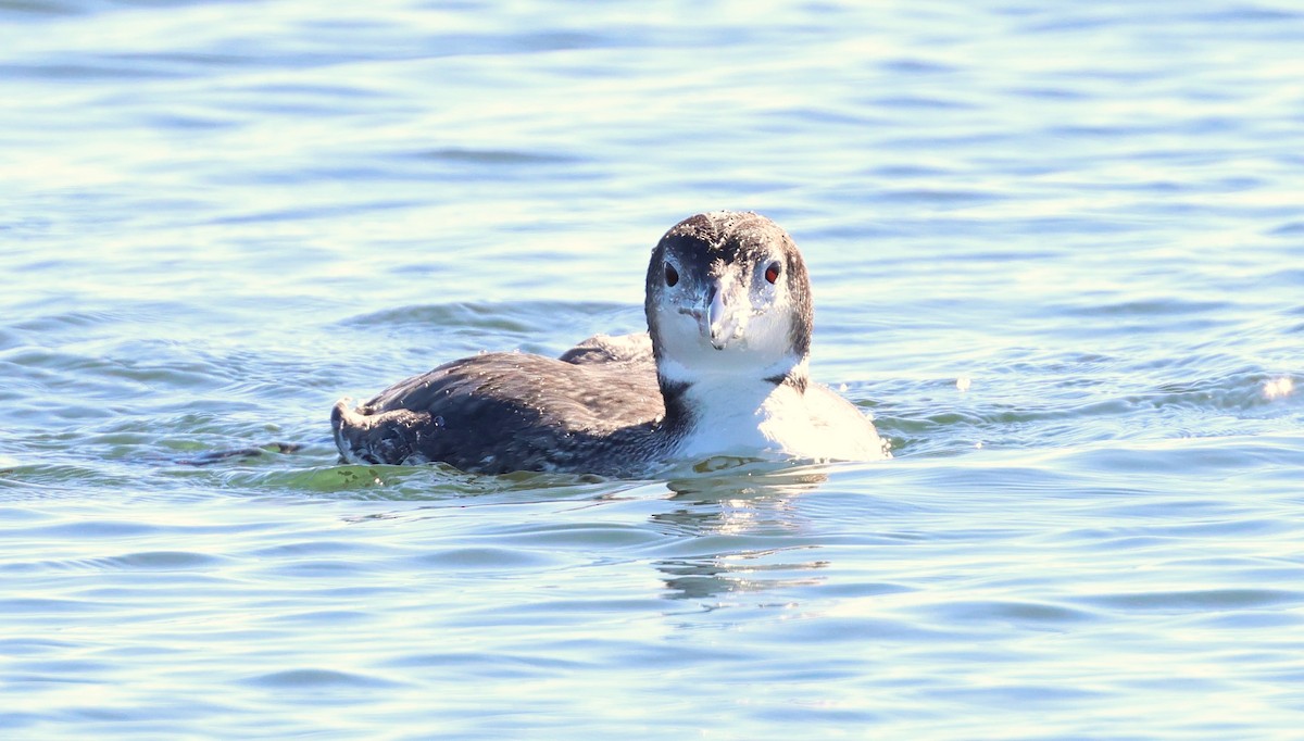 Common Loon - ML646665031