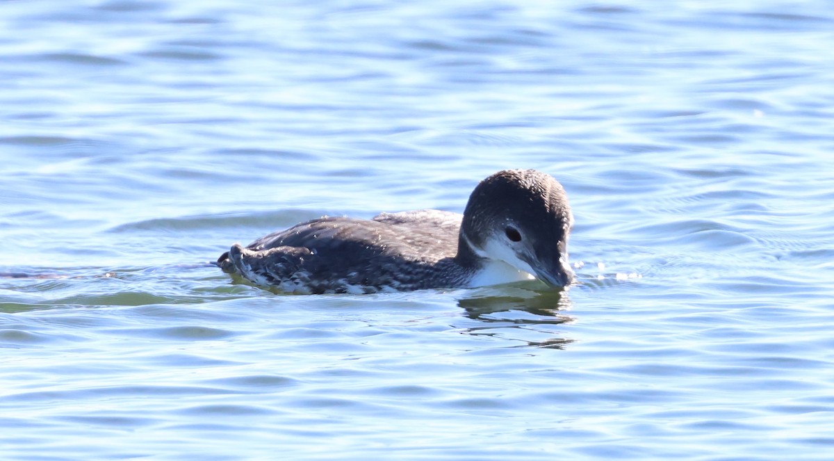 Common Loon - ML646665032