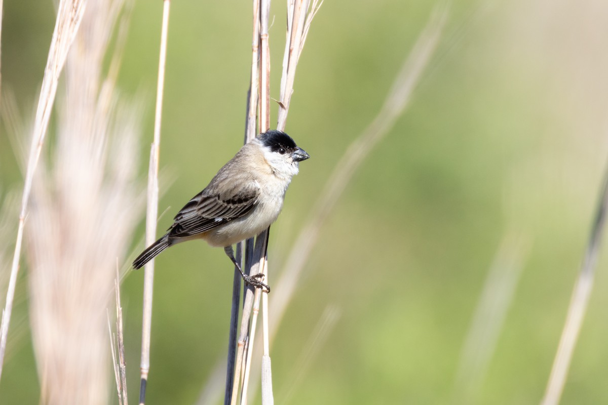 ウナジロヒメウソ - ML646665033