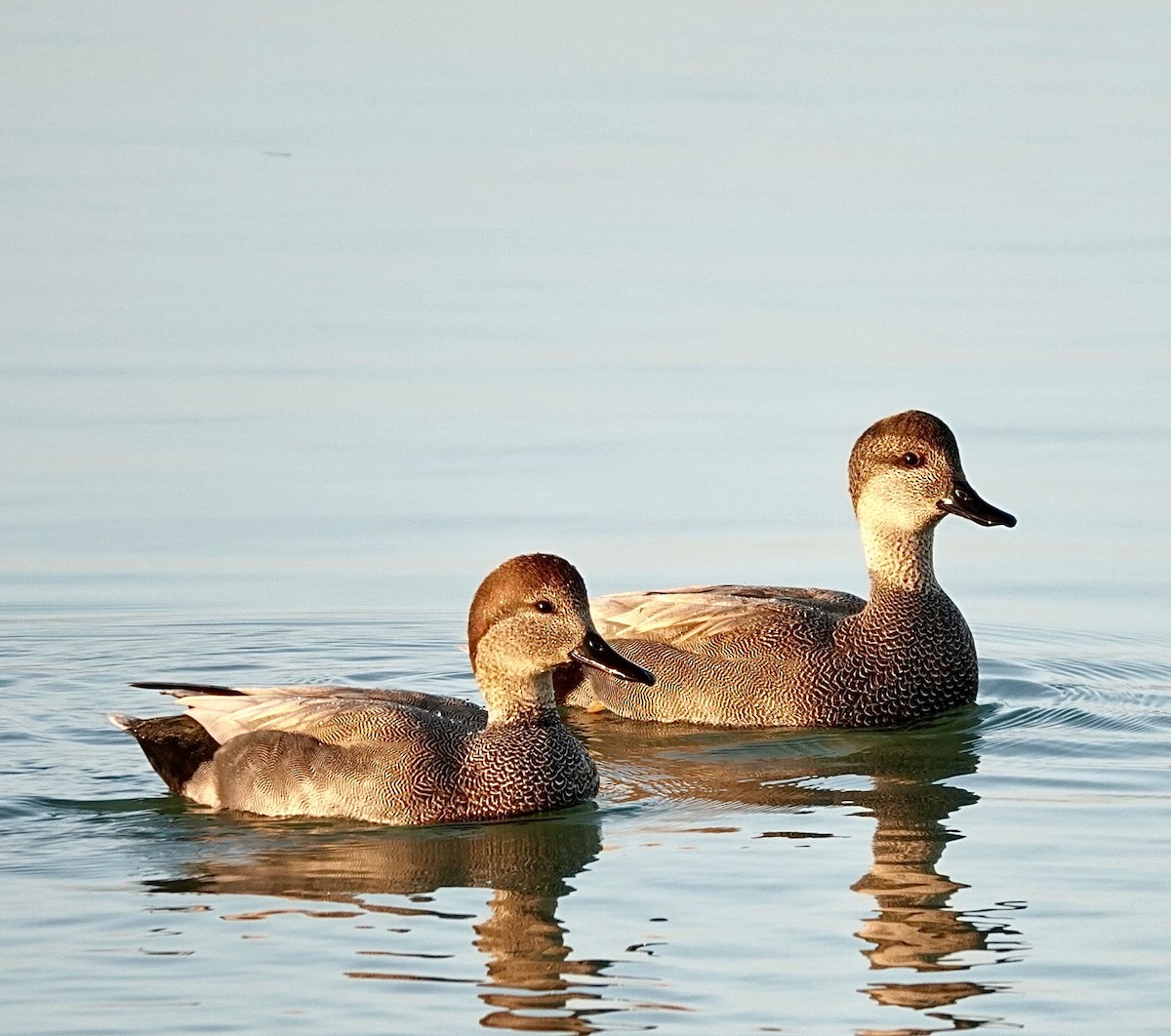 Бор нугас - ML646665034