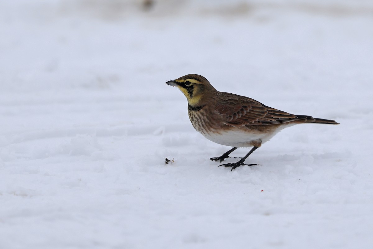 Horned Lark - ML646665035