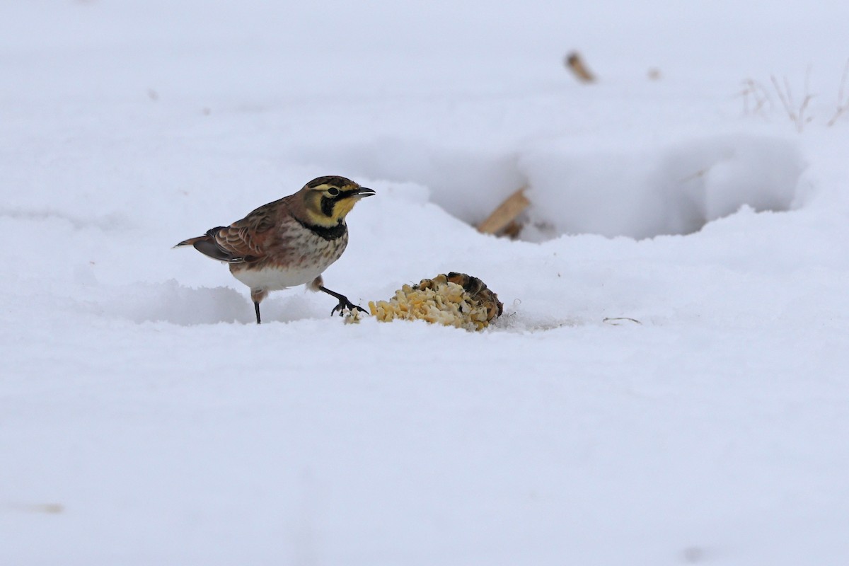 Horned Lark - ML646665036