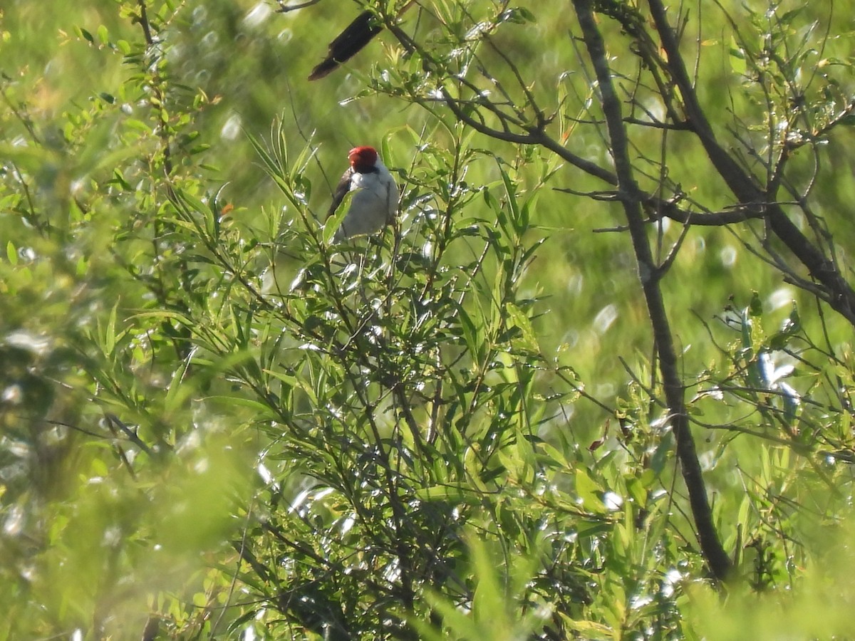 Gelbschnabeltangare - ML646665037