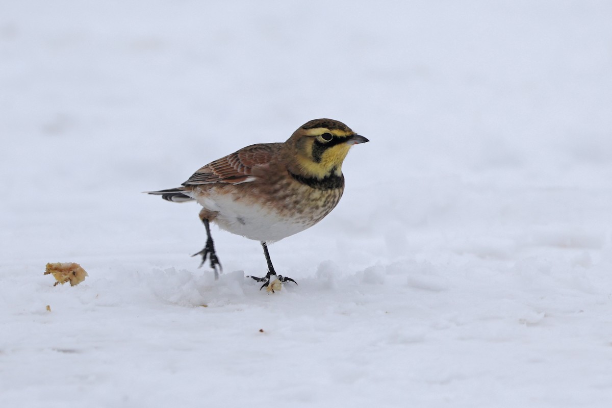 Horned Lark - ML646665038