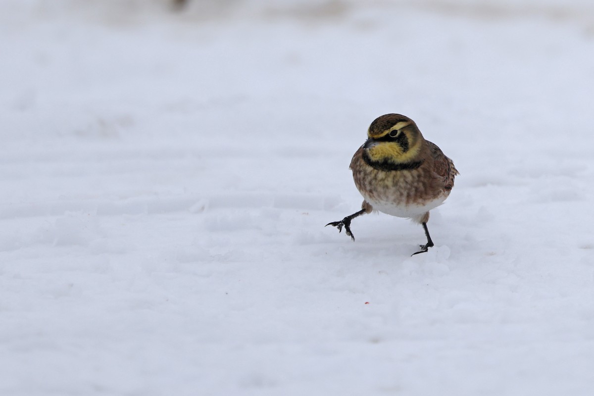 Horned Lark - ML646665039