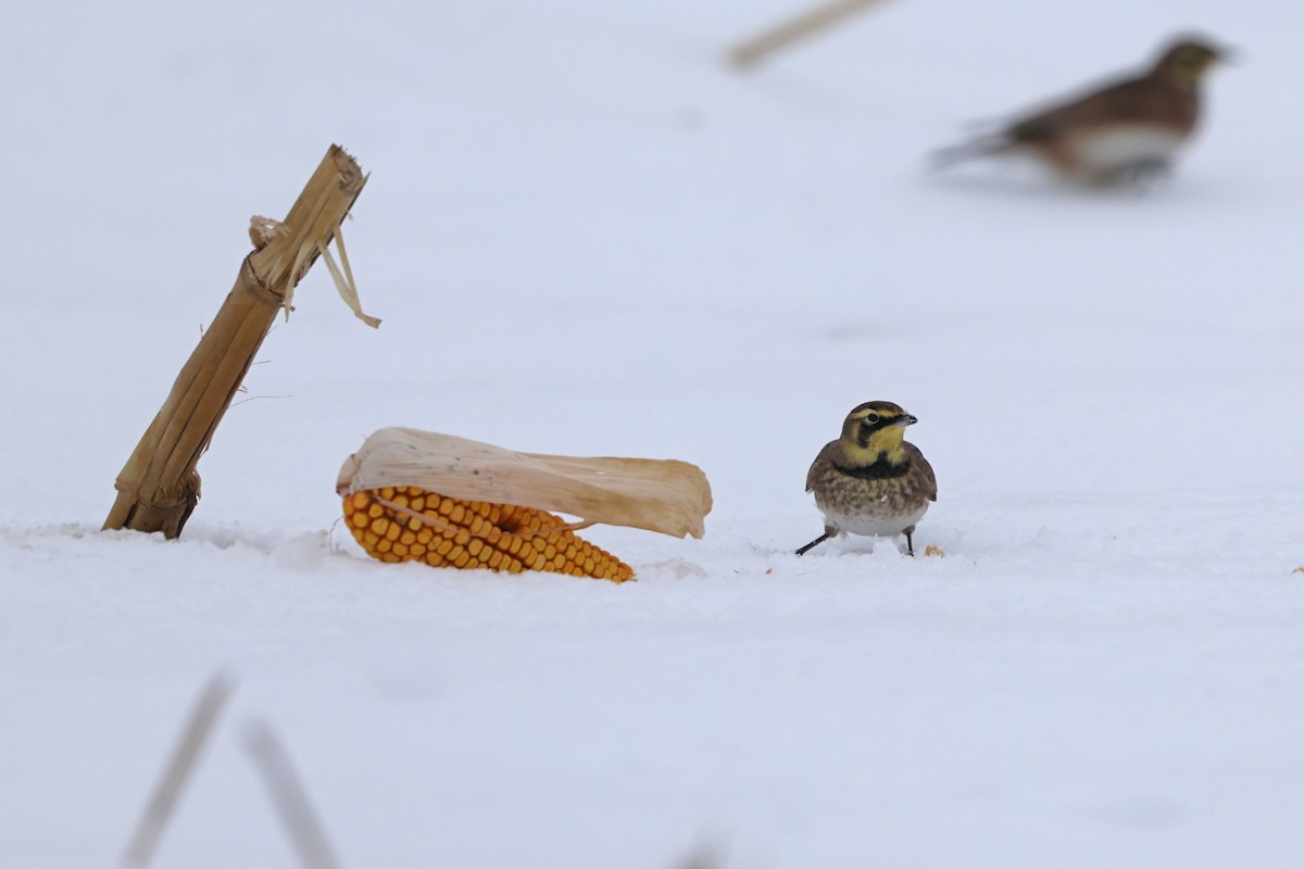 Horned Lark - ML646665040