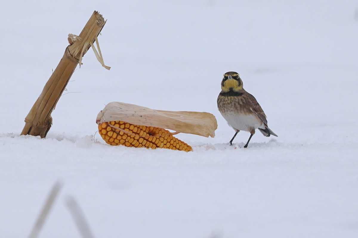 Horned Lark - ML646665041