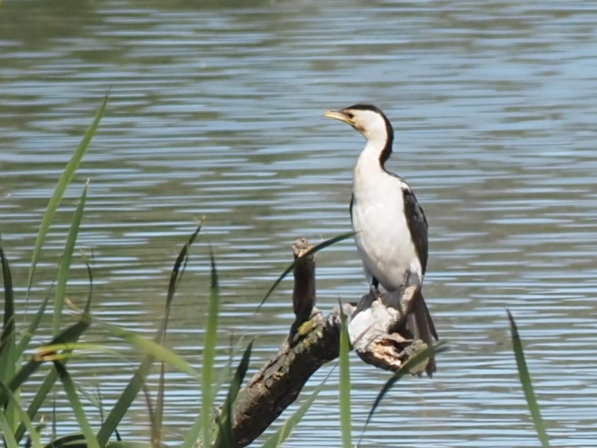 Little Pied Cormorant - ML646665042