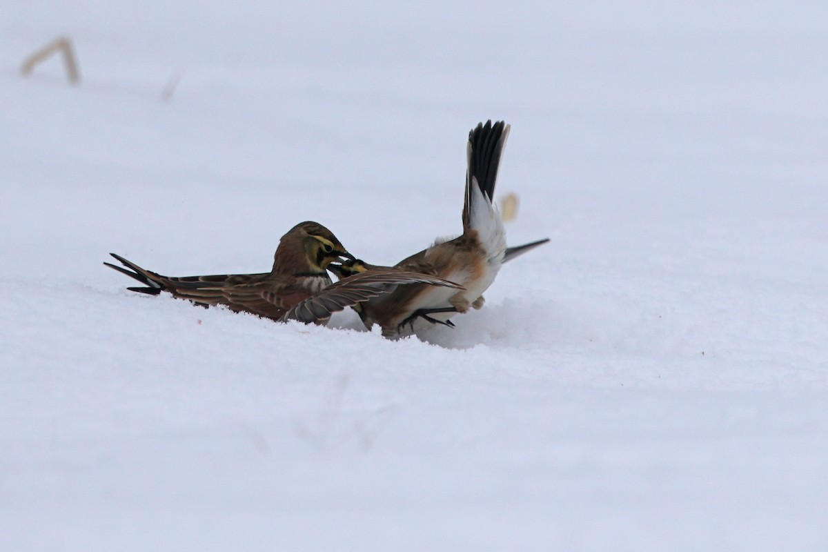 Horned Lark - ML646665043