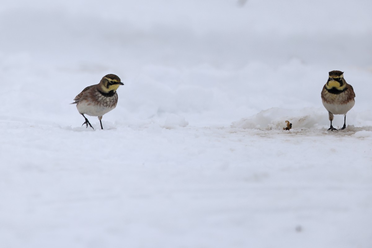 Horned Lark - ML646665044
