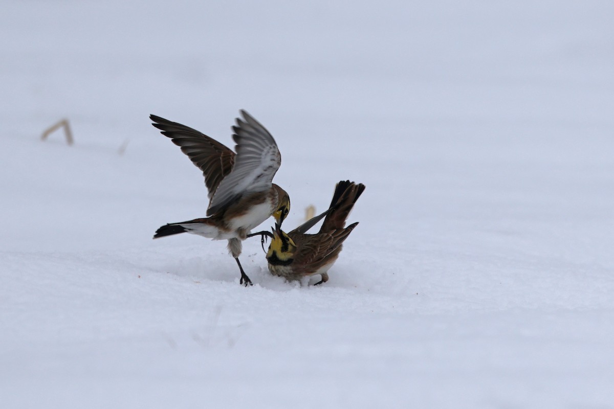 Horned Lark - ML646665045