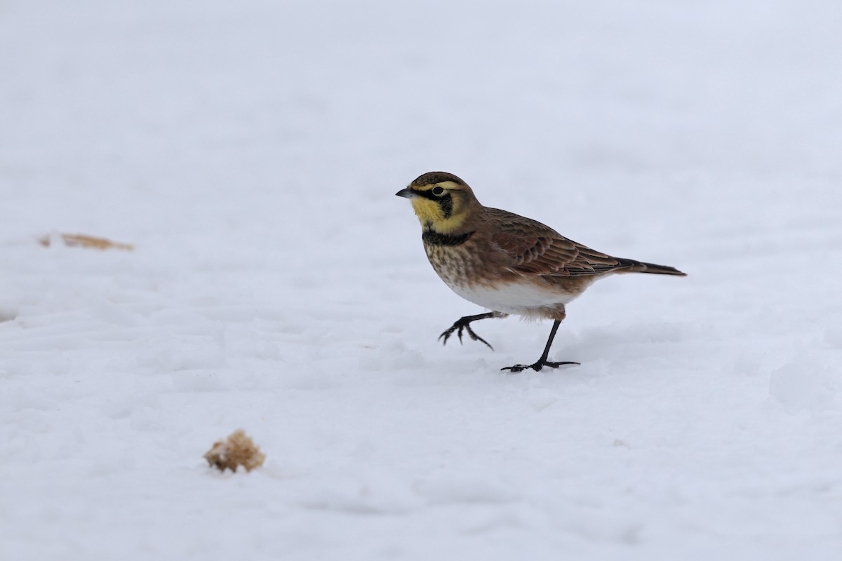 Horned Lark - ML646665046