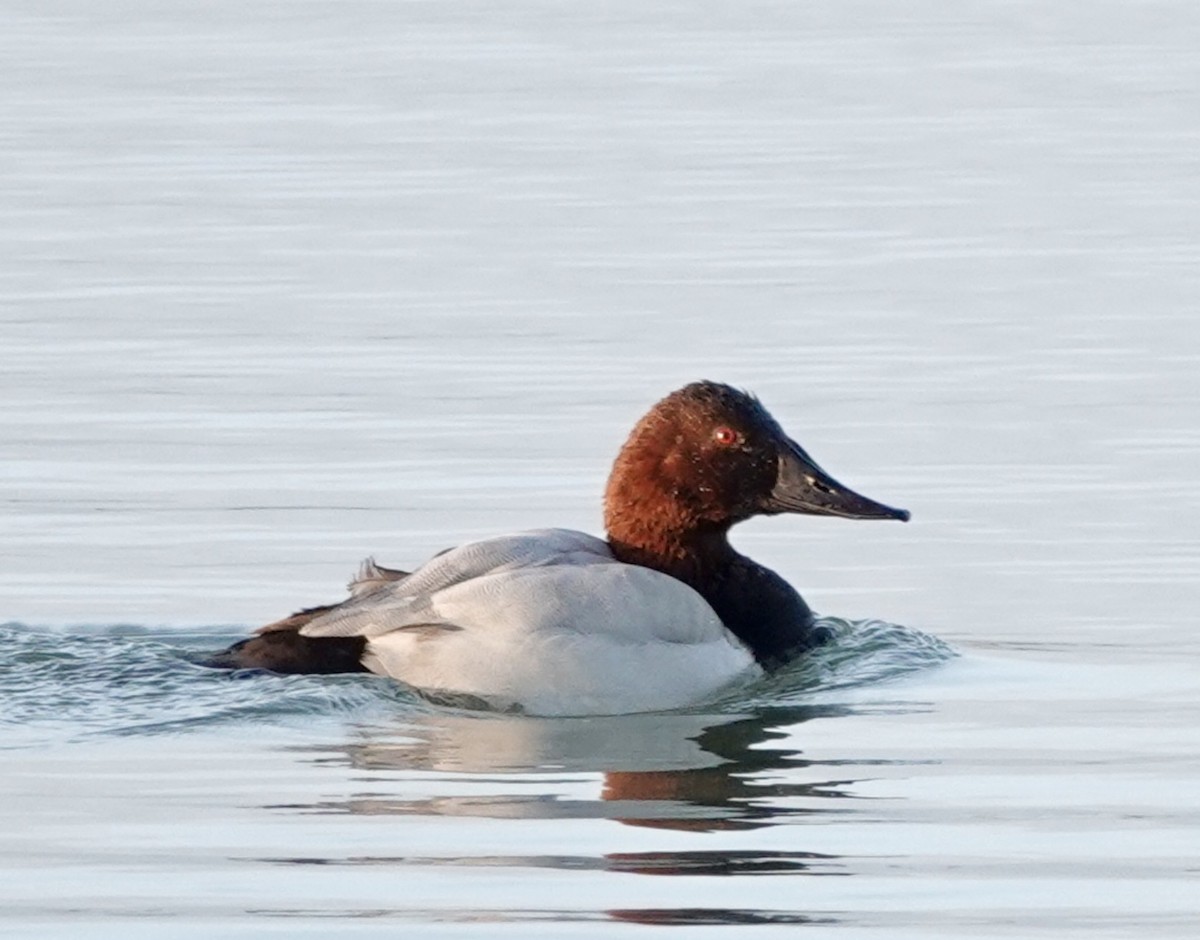 Büyük Elmabaş - ML646665048