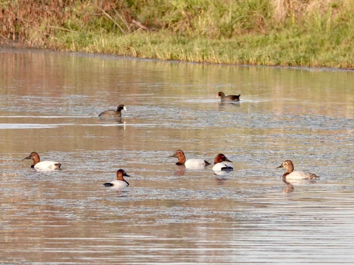 Büyük Elmabaş - ML646665049