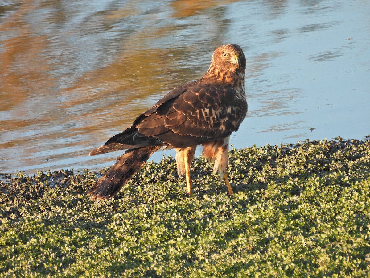 Amerika Delicesi - ML646665053