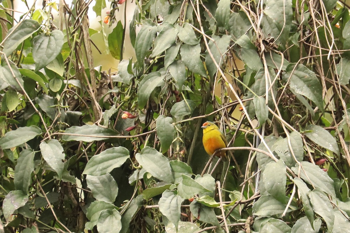 Alnı Benekli Öfonya - ML646665054