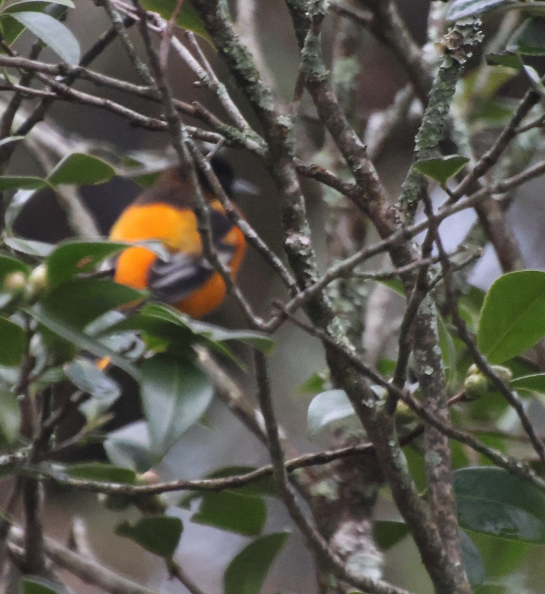 Baltimor Turpiyalı - ML646665060