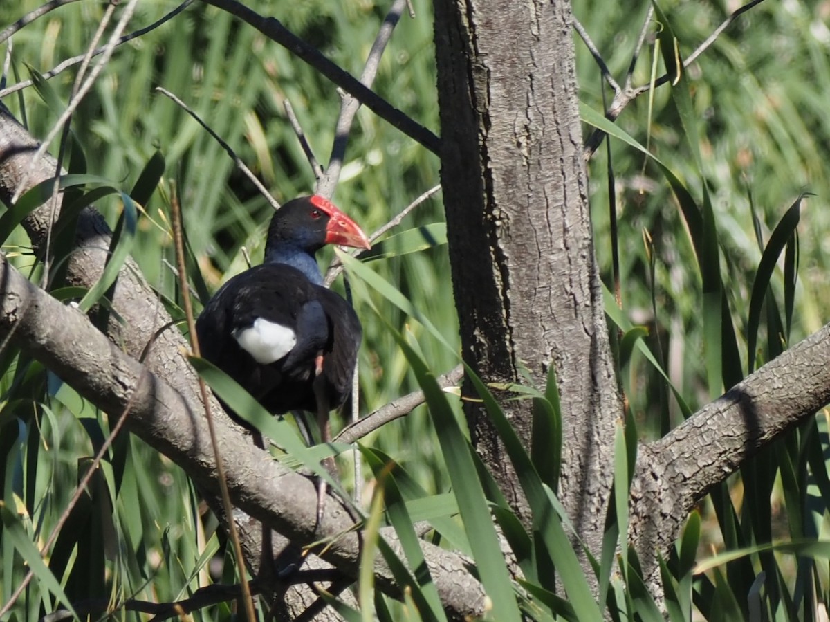 Australasian Swamphen - ML646665061