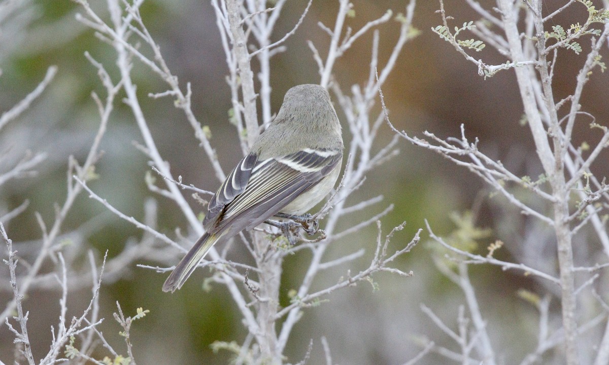 Hutton Vireosu - ML646665064