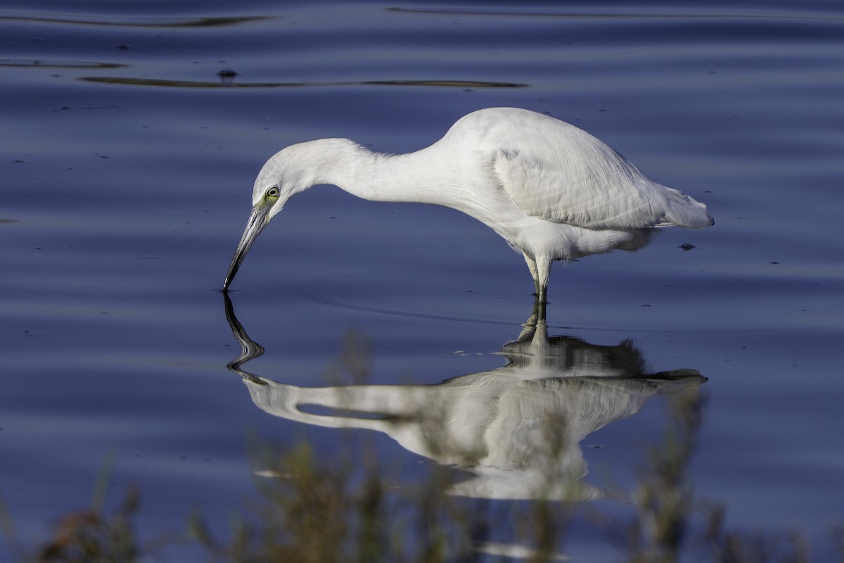 Mavi Balıkçıl - ML646665066