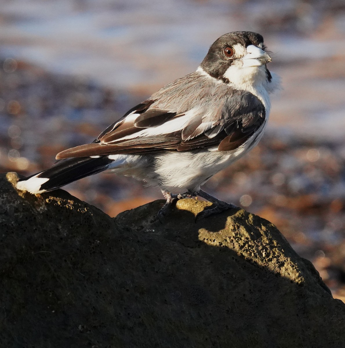 Gri Sırtlı Kasapkuşu - ML646665068