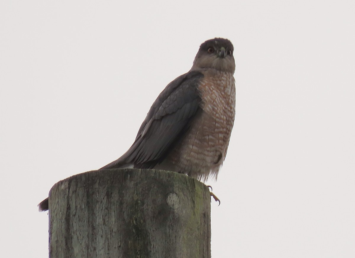 Cooper's Hawk - ML646665069
