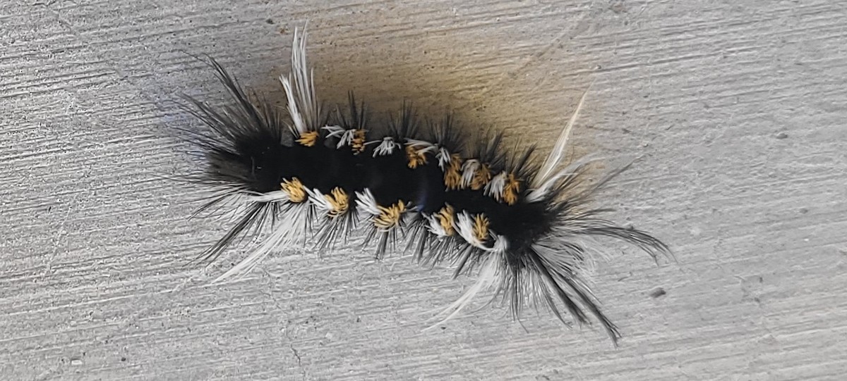 Animals - ML646665070