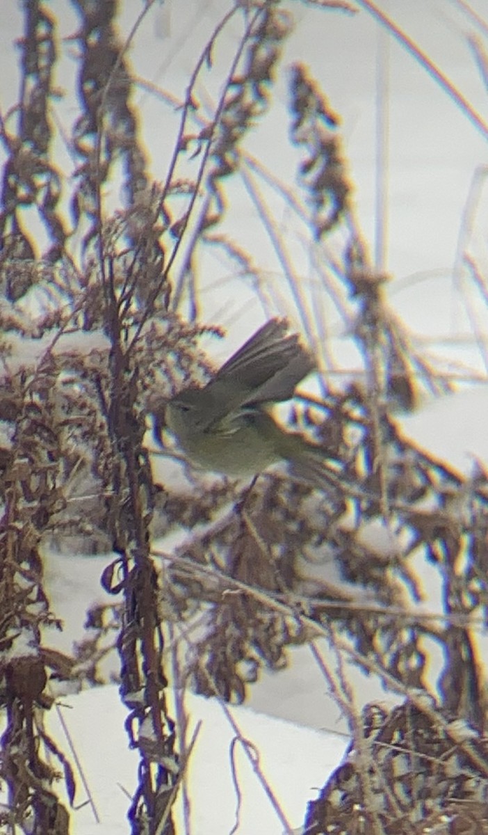 Червоїд оливковий - ML646665071