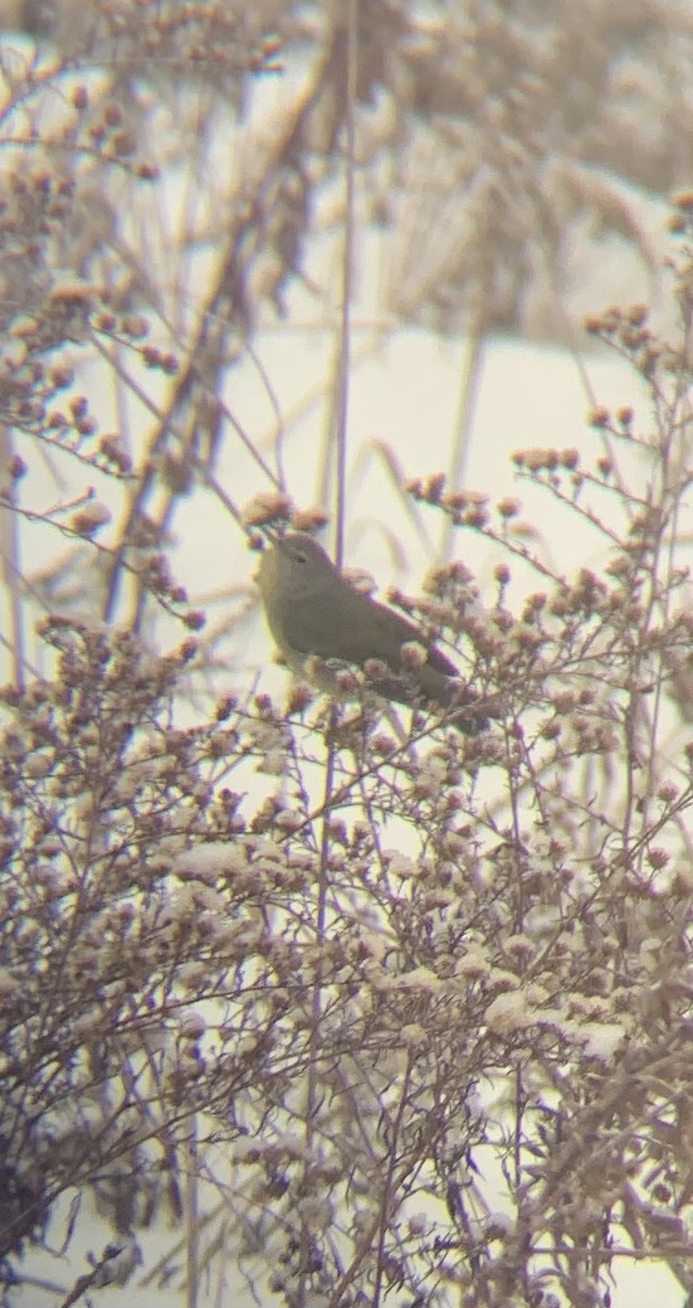 Червоїд оливковий - ML646665072