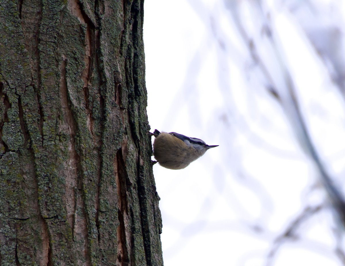 Kanada Sıvacısı - ML646665073