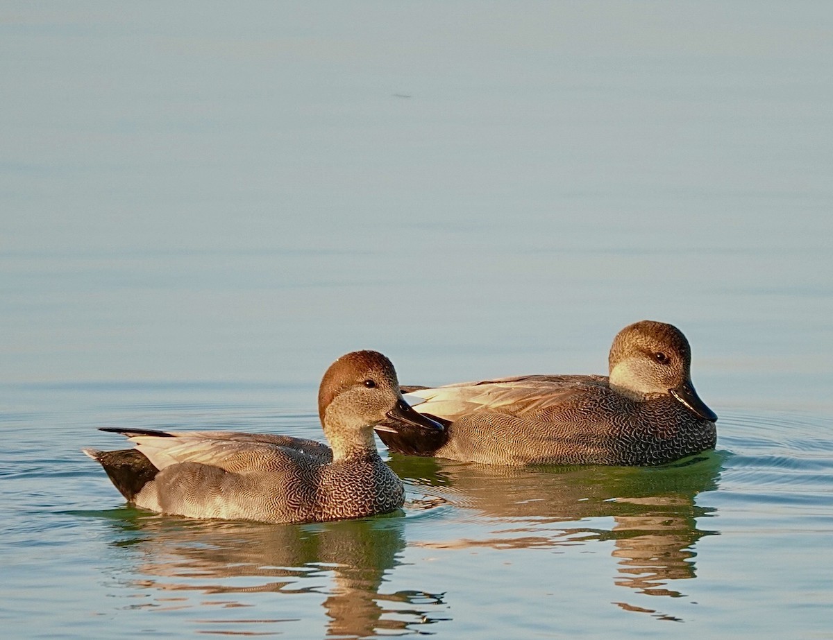 Boz Ördek - ML646665074