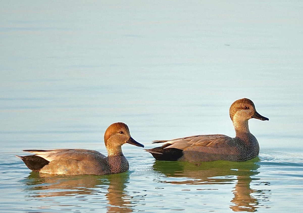 Boz Ördek - ML646665075