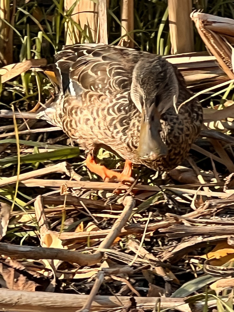 Kaşıkgaga - ML646665076