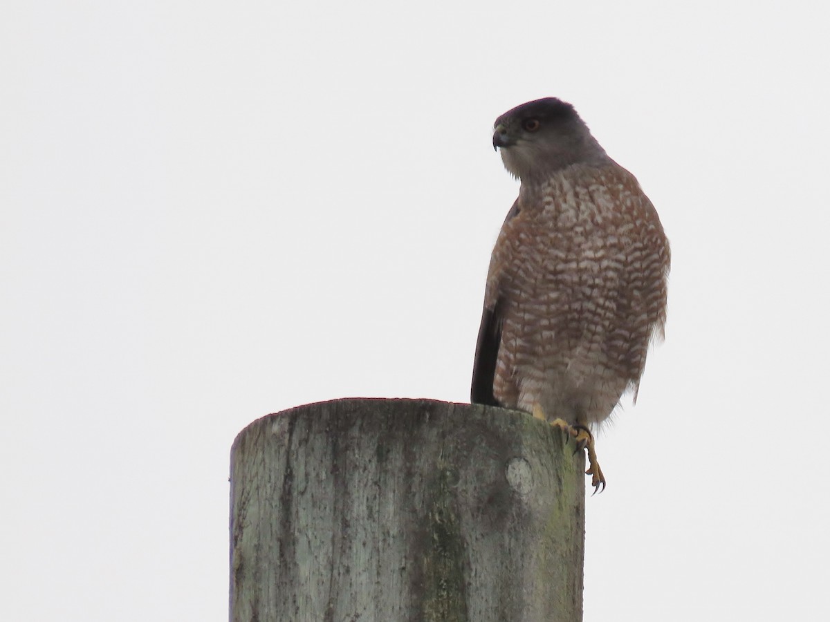 Cooper's Hawk - ML646665078