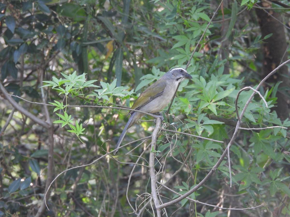 Grünschwingensaltator - ML646665083