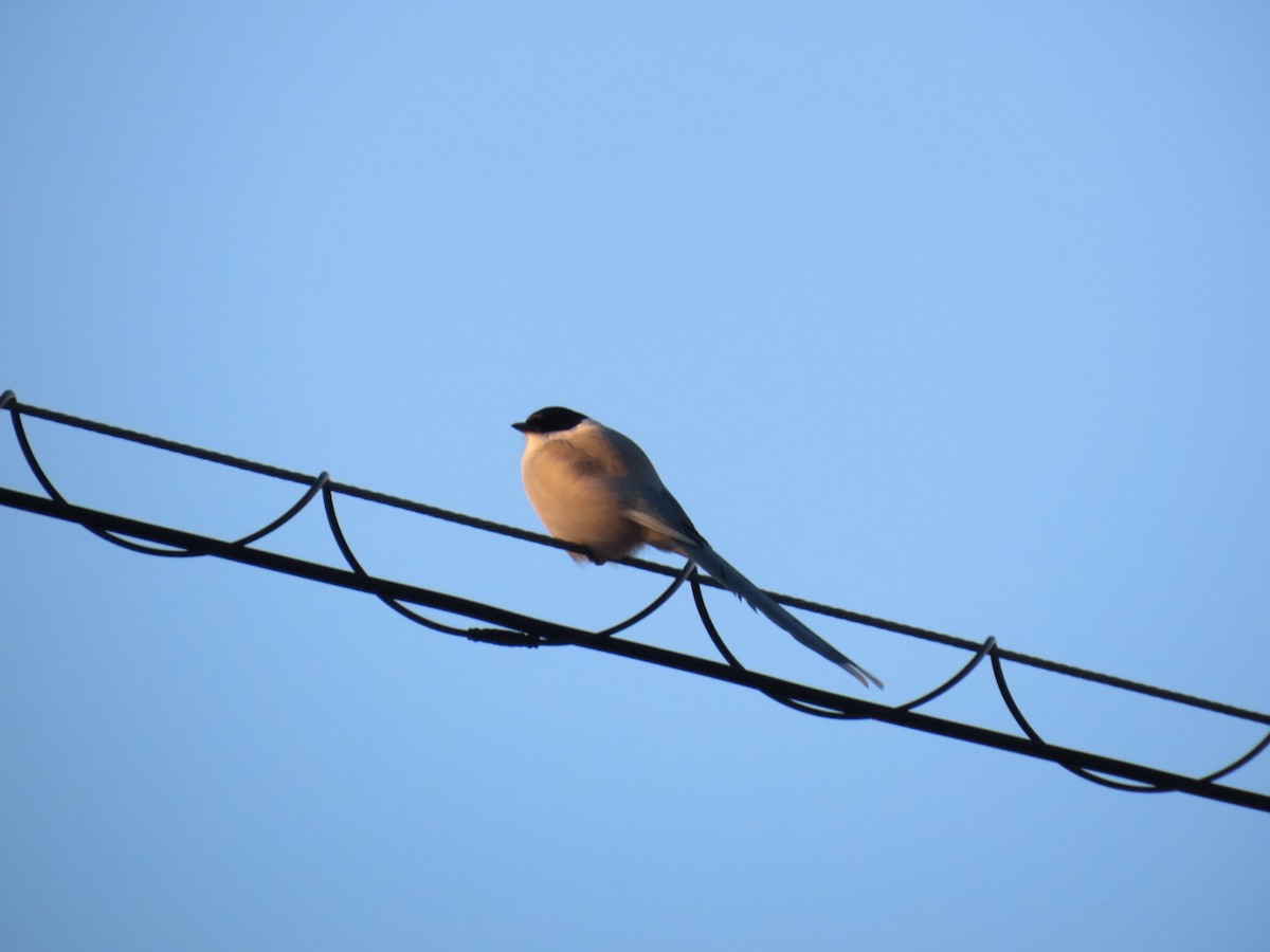 Mavi Saksağan - ML646665084