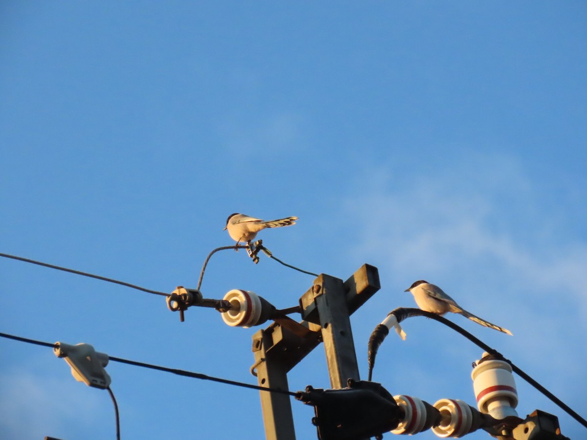 Mavi Saksağan - ML646665085