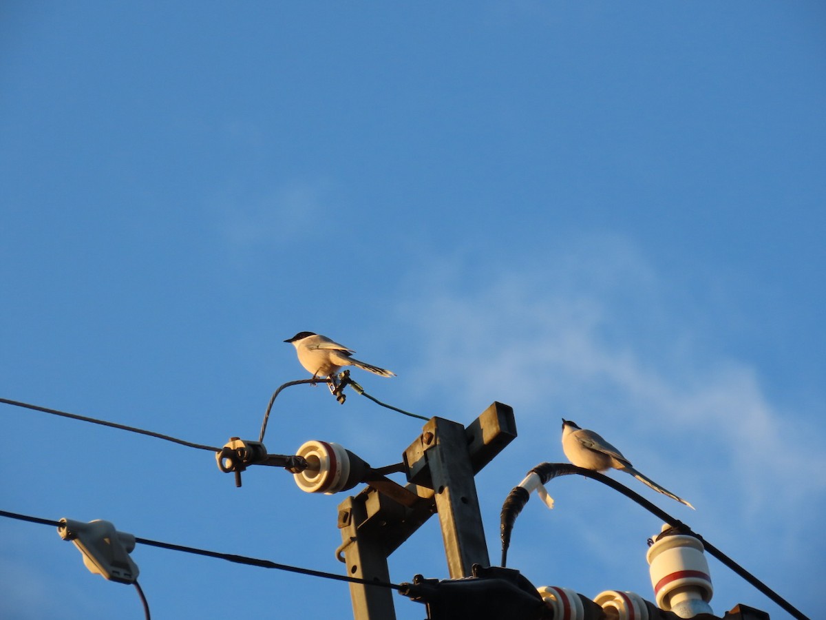 Mavi Saksağan - ML646665086