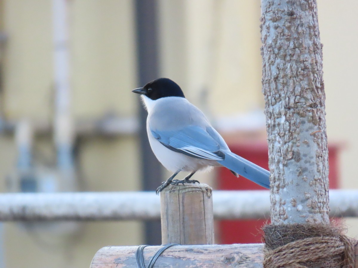 Mavi Saksağan - ML646665087