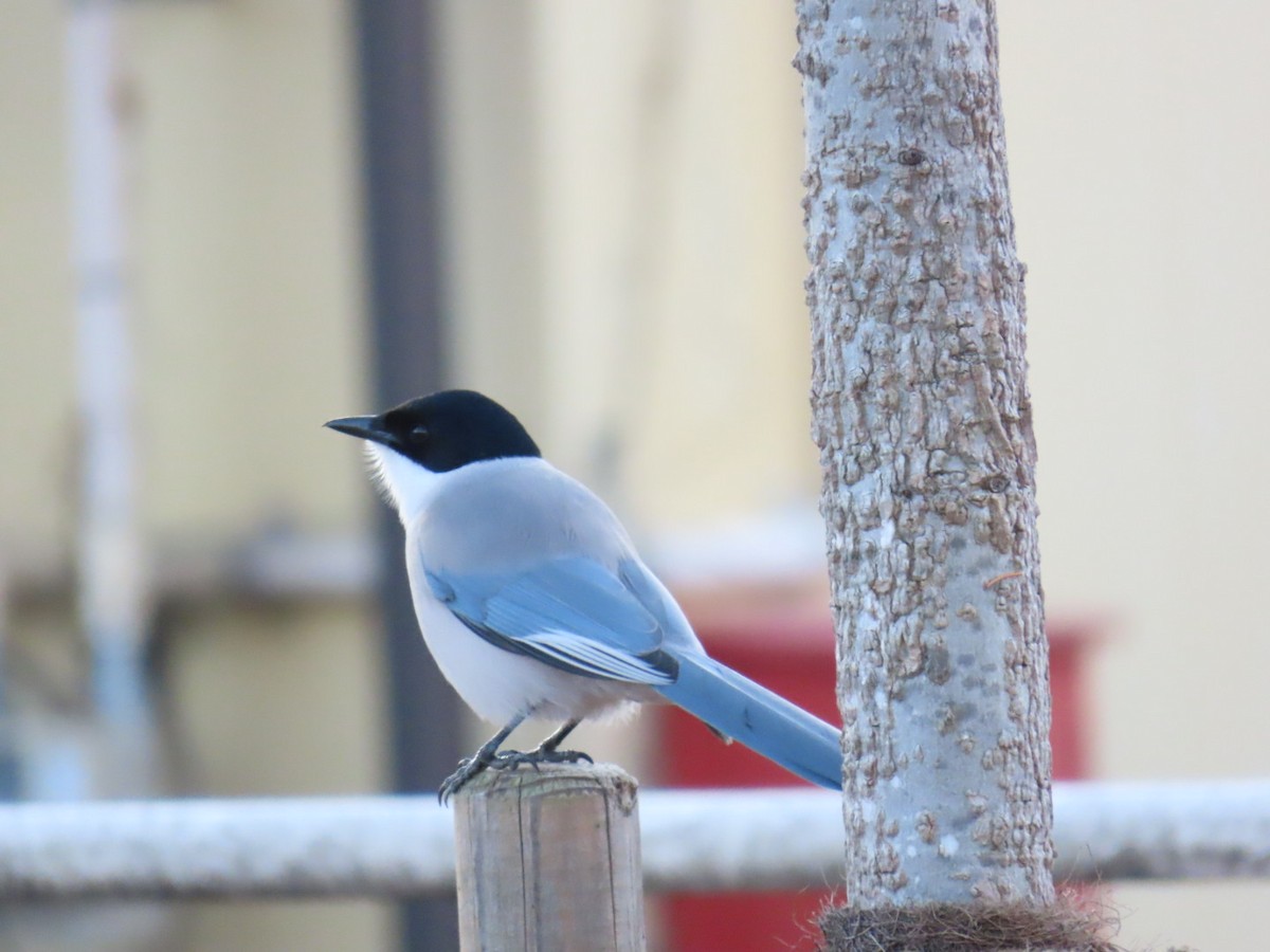 Mavi Saksağan - ML646665088