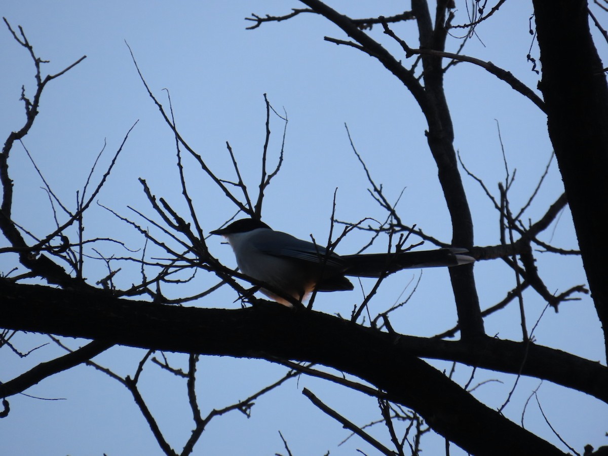 Mavi Saksağan - ML646665089