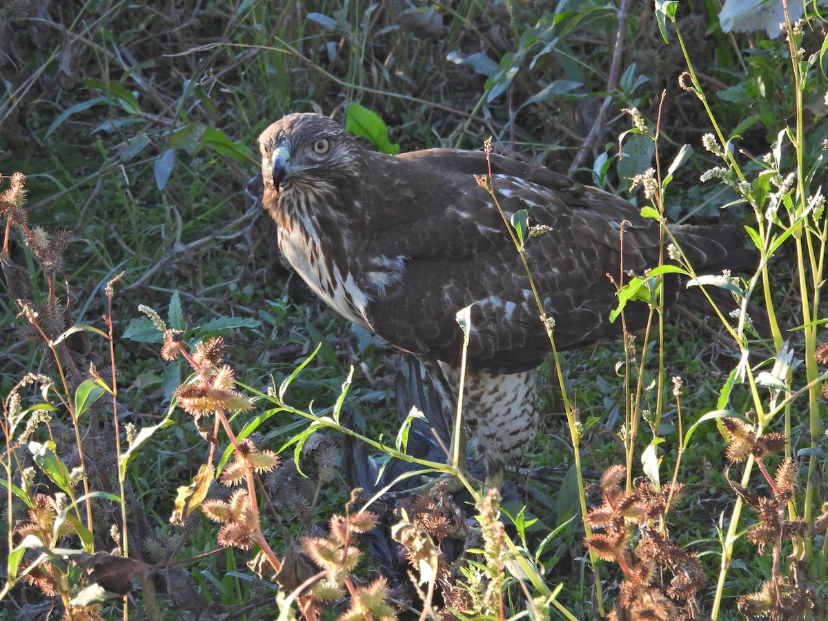 Amerika Delicesi - ML646665091