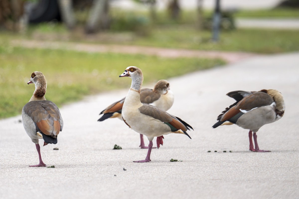 Egyptian Goose - ML646665094