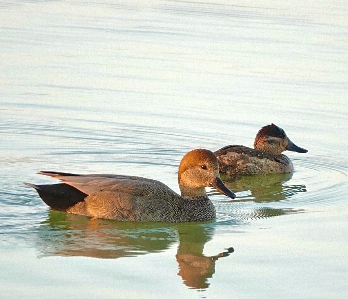 Ruddy Duck - ML646665096