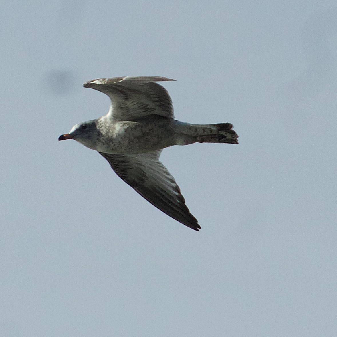 Gaviota de Delaware - ML646665098