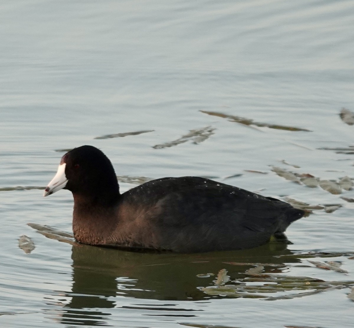 American Coot - ML646665100