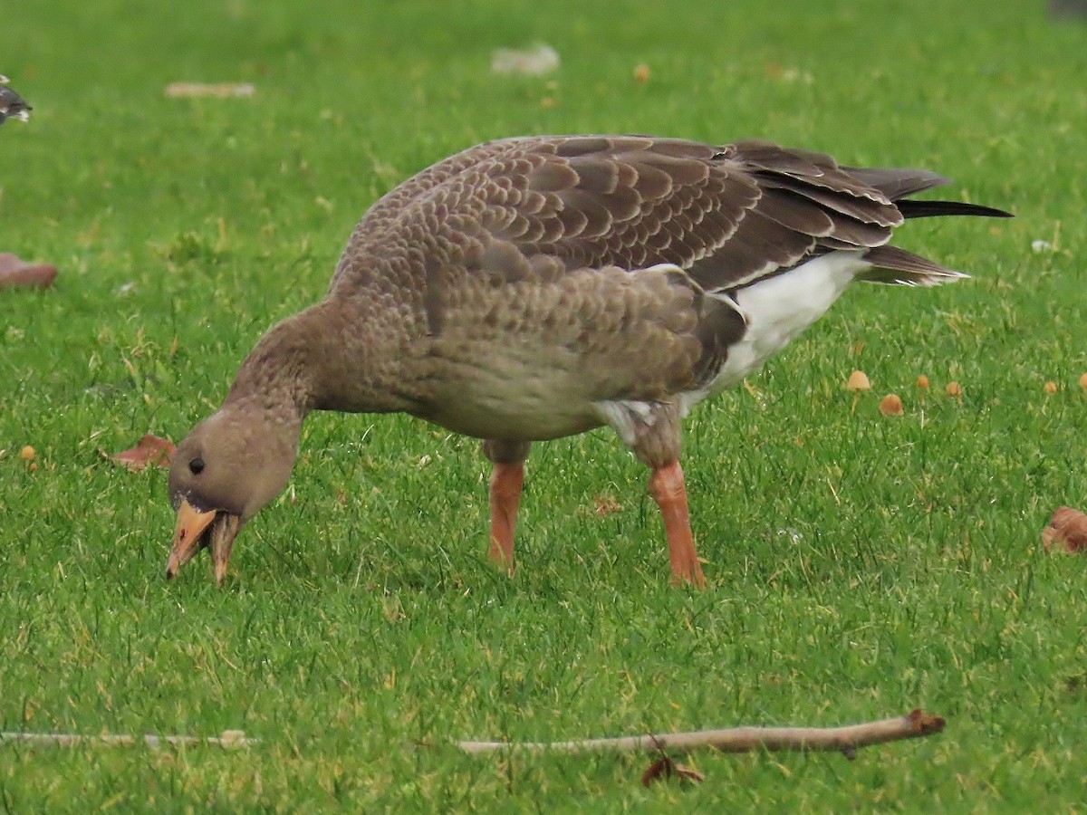 Greater White-fronted Goose - ML646665102