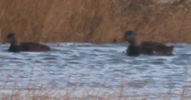 American Black Duck - ML646665105