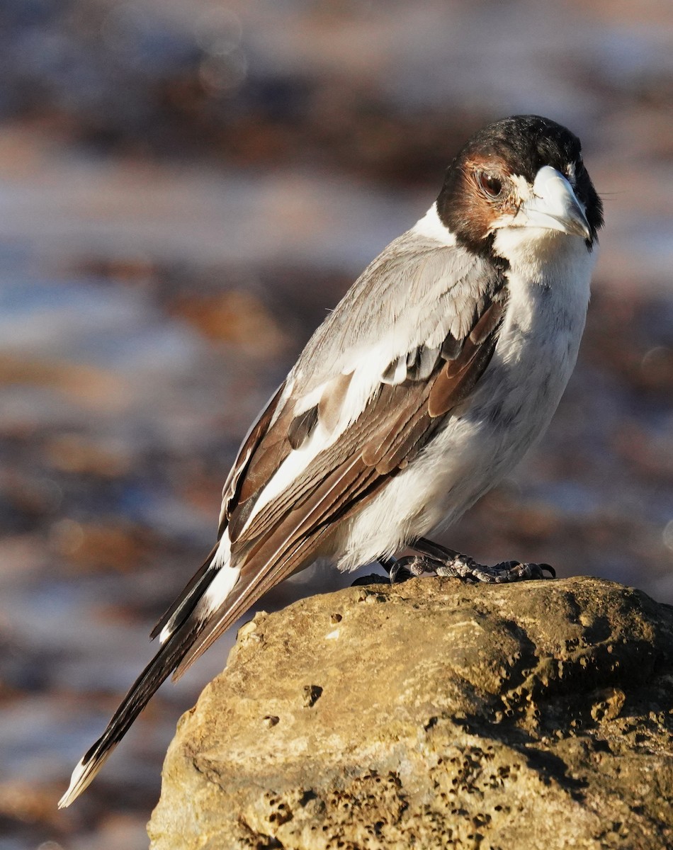 Gray Butcherbird - ML646665109